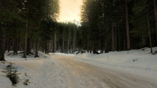Snowy forest road magic city - the ground and trees free wallpaper