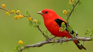 Red bird branch yellow flowers - head and neck free wallpaper