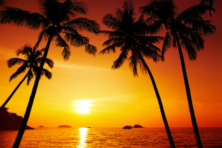Sunset palm trees boat water 4 - a sunset free wallpaper for desktop