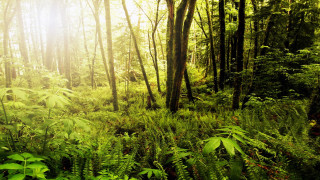 Lush green forest sunlight nature - free forest wallpaper