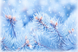 Pine tree snow bokeh winter - free christmas wallpaper