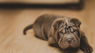 Puppy sad laying blurry depth - its head free wallpaper
