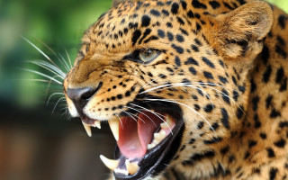 Leopard open mouth teeth blurry - tooth wide open free wallpaper