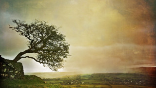 Lone tree hill cloudy sky - a hill free wallpaper for desktop