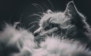 Fluffy tail cat feathers black - fluffy free wallpaper for desktop