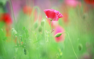 Pink flower green grass blurry - green grass free wallpaper