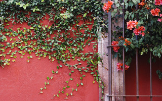 Red wall flower vines gate - vine free wallpaper for desktop