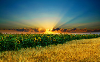 Sunflower field sunset clouds landscape - a field of sunflowers free wallpaper