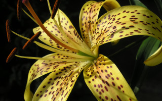 Yellow flower black spots green - black spot free wallpaper