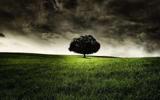 Lone tree grassy field cloudy 19 - a grassy field under a cloudy sky free wallpaper