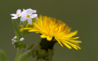 Daisy blurry background macro flower - a close up of a flower free wallpaper for desktop