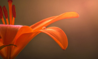 Flower drop macro art photography - a drop of water free wallpaper for desktop