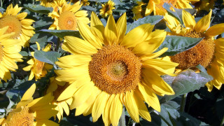 Sunflower field fireworks summer yellow - green grass free wallpaper