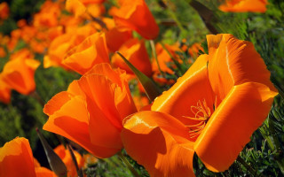 Orange flower field with green - a few yellow flower free wallpaper