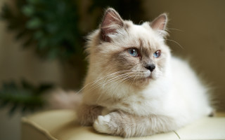 White cat blue eyes serious 2 - a chair free wallpaper