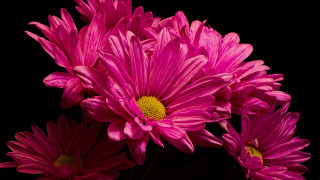 Pink flower vase macro art - a yellow center free wallpaper