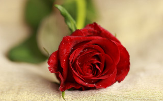 Red rose water droplets macro 38 - anne dunn free wallpaper