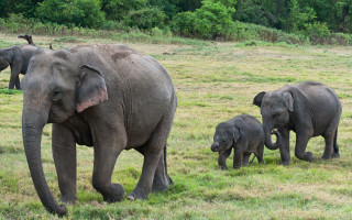 Elephants green field trees sunny - free animals wallpaper for desktop