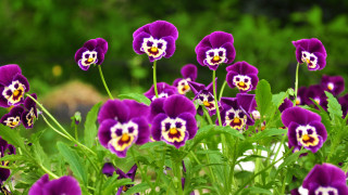 Purple flowers garden blurry background - a garden area free wallpaper