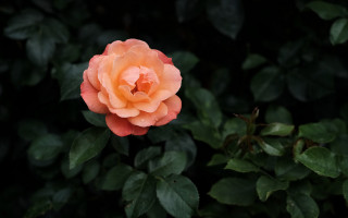 Orange rose bush leaves blurry - single free wallpaper