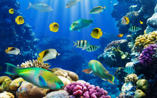 Large group fish aquarium corals 2 - a large aquarium free wallpaper