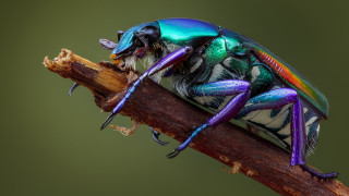 Colorful insect branch closed eyes - its head on free wallpaper