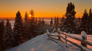 Fence snow sunset trees field - in the snow free wallpaper