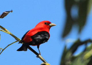 Red black bird branch tree - a branch of a tree free wallpaper