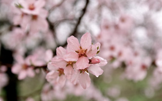 Pink flower blooming branch rain - betty merken free wallpaper for desktop