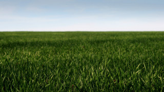 Field grass blue sky white - a field of grass free wallpaper for desktop