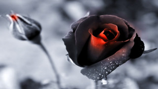 Black white rose red center - a red center free wallpaper