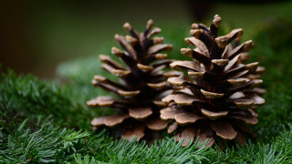 Pine cones grass nature macro - ground free wallpaper for desktop