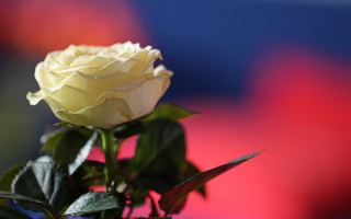 White rose vase green leaves - dirck van der lisse free wallpaper