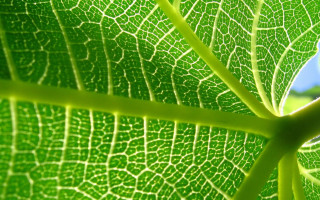 Green leaf blue sky macro 4 - free nature wallpaper