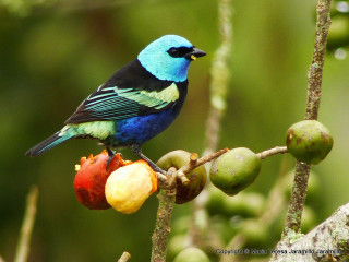 Colorful bird branch fruit green - fruit free wallpaper