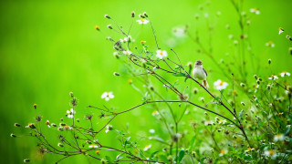 Small bird branch white flowers - a small bird free wallpaper