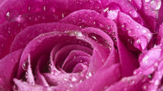 Pink rose water droplets macro 11 - close free wallpaper