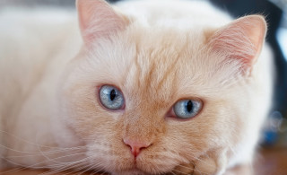 White cat blue eyes painting - a serious look free wallpaper