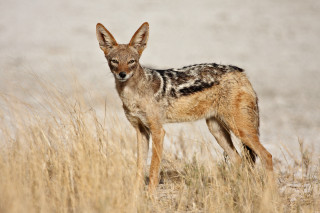 Small animal dry grass field 2 - a small animal standing free wallpaper