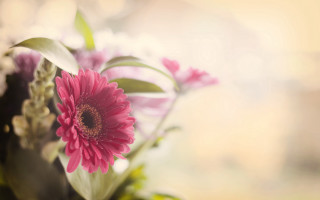 Pink flower vase shallow depth - a blurry background of flowers free wallpaper