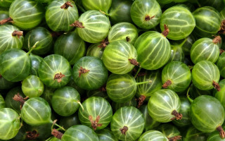 Green fruit stripes leaf sparkle - stripe free wallpaper