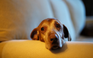 Dog couch sad eyes photorealistic - f 1. free wallpaper