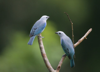 Two blue birds perched tree - an illustration of free wallpaper for desktop