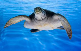 Turtle swimming water blue sky - aquirax uno free wallpaper