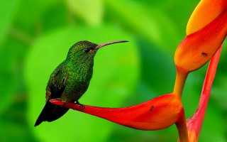 Hummingbird flower green background vivid - rich vivid color free wallpaper