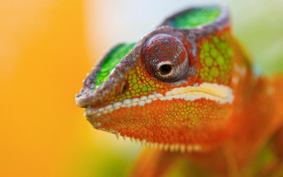 Chameleon green orange branch leaves - neofauvism free wallpaper
