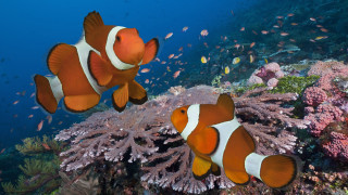 Clownfish corals sponges digital rendering - adobe photoshop free wallpaper for desktop
