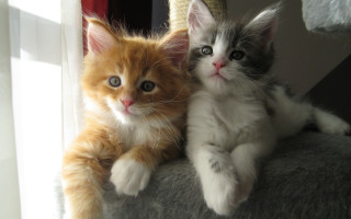 Two kittens cat tree curious - curious free wallpaper