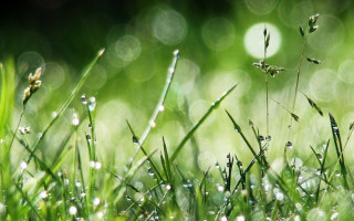 Dewy grass macro nature bamboo - dew free wallpaper