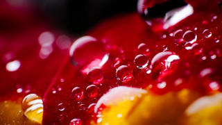 Red apple water droplets macro 3 - a red apple free wallpaper for desktop